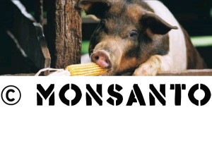 Svinje hranjene GMO hranom postale neplodne !