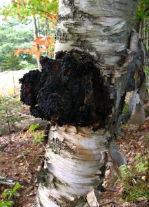 Chaga gljiva