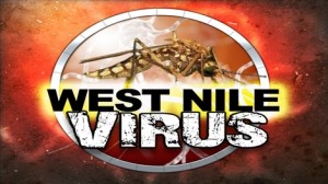Zapadni nil virus naslovnica Virus zapadnog Nila kreće u pohod na Hrvatsku! Kako se obraniti od komaraca ?!