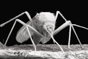 ŠOKANTNO: Milijuni genetski modificiranih komaraca pušteni bez procjene rizika