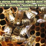 monsanto-pčele-pesticidi Što Europa ima protiv pčela?