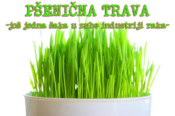 pšenična-trava-zelena-rak-uzgoj