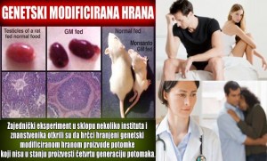 NAJNOVIJA GMO ISTRAŽIVANJA: “Krajnji Rezultat Genetski Modificirane Hrane je SMRT”