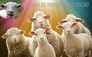 RIJEŠEN MISTERIJ: Otkriveno je kako ovčari kontroliraju stado ovaca!