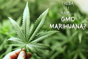 GMO MARIHUANA: Bolja ili lošija, i treba li nam uopće?