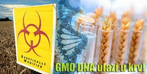 Studija potvrdila: DNK iz GMO ulazi u krv i mijenja čovjekov DNK