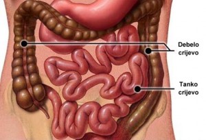 Da li znate da u crijevima ima 4 kg otrova i parazita? Evo kako to očistiti