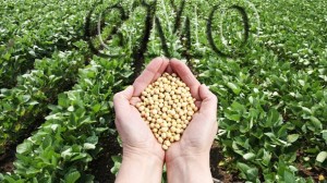 Vojvodina preplavljena GMO sojom: Od 49 uzoraka, čak 45 je GMO! Treba li se Hrvatska bojati?