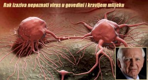 NJEMAČKI NOBELOVAC: Rak izaziva nepoznati virus u govedini i kravljem mlijeku