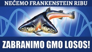 POVIJESNI PRESEDAN: FDA odobrila prvu eksperimentalnu GMO životinju za prehranu ljudi, unatoč nedostatku adekvatnih sigurnosnih studija