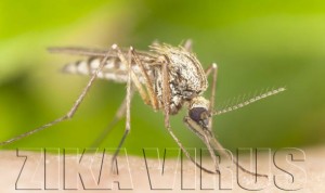 NOVI VIRUS PUŠTEN IZ LABORATORIJA, FARMACEUTI TRLJAJU RUKE: Sve što MORATE znati o zloglasnom Zika virusu