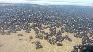 HOROR BIBLIJSKIH RAZMJERA: Milioni buba napali turiste na plaži, mještani se boje da stiže SMAK SVIJETA (VIDEO)