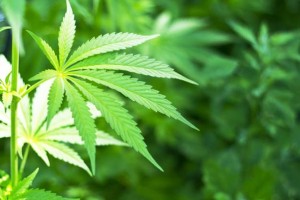 marihuana-zarada JOŠ JEDAN RAZLOG: Na svaki dolar potrošen na kanabis ekonomija SAD-a zaradi tri