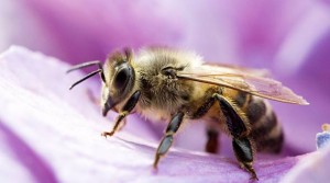 Prema izvješću UN-a izumiranje pčela i leptira imat će nevjerojatne posljedice