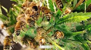 ‘Istrenirao’ pčele da prave med iz marihuane! (VIDEO)