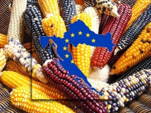 STRAVA JE VEĆ TU, A VLADA TO JOŠ POTIČE: U Hrvatskoj utvrđen GMO na 161 uzorku!