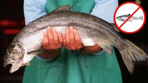 Grupe za zaštitu okoliša tuže FDA da odbaci odobrenje za uzgoj GMO lososa