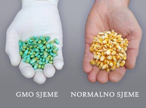 MONSANTO U VELIKIM PROBLEMIMA: Prvi puta u 20 godina manje zasijanog GMO sjemena