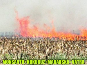 MAĐARI DAVNO POKAZALI ŠTO MISLE O MONSANTU: Uništili i zapalili sva polja zagađena GMO kukuruzom!