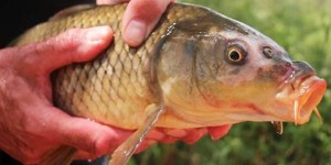 KRAJ PAMETI: Australija oslobađa virus herpesa u rijeke kako bi uništila Europskog šarana koji čini 80 posto riblje populacije u zemlji