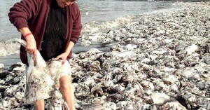 Što se događa? Tisuće mrtvih stvorenja pojavilo se na plaži u Čileu