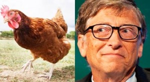 Bill Gates daruje 100.000 kokoši koje će davati zombi jaja najsiromašnijima
