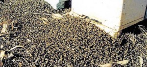 ALARMANTNO: Ogroman pomor pčela u Kanadi nakon što je GMO sjeme posađeno u okolici