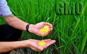 Mamac za naivne: Priča o ‘zlatnoj GM riži’ koja će spasiti svijet