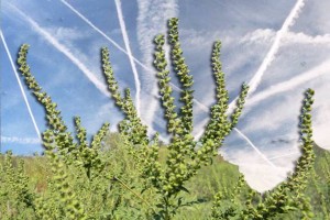 ZBOG KLIMATSKIH PROMJENA, A NE ZBOG CHEMTRAILS OTROVA ljudima prijeti masovna alergija na ambroziju