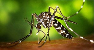Milijuni GMO komaraca će biti pušteni na Floridi s ciljem borbe protiv Zika virusa