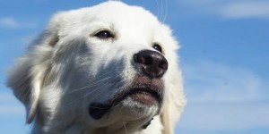 Pas ponovno izabran za gradonačelnika po treći put, dokazujući da su političari beskorisni