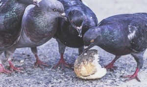 LJUDI OPREZ: Studija je pokazala da golubovi mogu čitati
