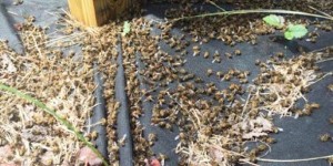 NAMJERNO TO RADE! Milijuni pčela pomrlo nakon zaprašivanja protiv Zika virusa u Južnoj Karolini