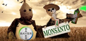 Bayer tvrdi da neće nametnuti GMO usjeve Monsanta u Europi. Vjerujete li u to?