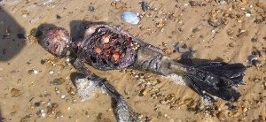 Video mrtve ‘morske sirene’ na obali Velike Britanije postao VIRALAN!