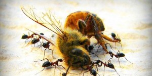 Apokaliptični Eko kolaps: Prvi put u povijesti PČELE proglašene ugroženom vrstom u SAD-u