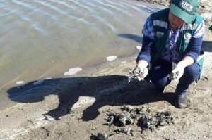NOVI ZNAK: U Peruu se dogodio iznenadan pomor deset tisuća žaba i stručnjaci nemaju pojma zašto