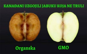 GMO HRANA: Kanadski znanstvenici uzgojili jabuku koja ne truli i koja uskoro siže i u EU