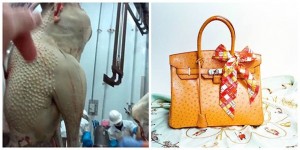 Razotkrivena klaonica mladih nojeva za proizvodnju luksuznih torbica Lois Vuitton, Hermes i Prada (VIDEO)