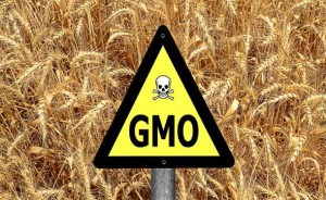 VINDIJA JEDINA DOBILA GMO FREE CETRIFIKAT: Jedete GMO hranu, i lažu vam da u Hrvatskoj nema GMO hrane!