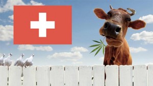 Švicarska će legalizirati marihuanu: ‘Zabrana kanabisa je pogrešna i glupa’