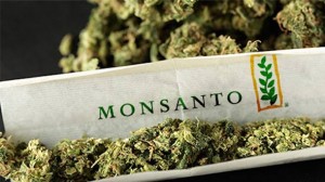 TAJNI PLAN: Monsanto planira preuzeti industriju marihuane