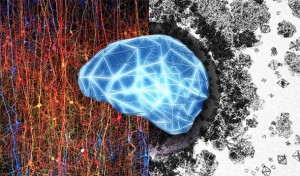 U ljudskom mozgu postoje ‘strukture’ u četiri i pet, pa čak i u 11 dimenzija
