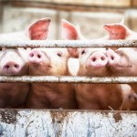 svinje-farma FARME UŽASA: Genetički promijenjene svinje se uzgajaju za transplantaciju ljudskih organa