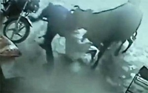 Krava Spasila Djevojku od Muslimanske Obitelji Koja ju je Htjela ‘Ubiti zbog Časti’