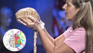 Harvardska znanstvenica koja je imala moždani udar otkrila tajnu života