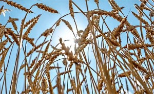 Nova sorta ruske pšenice zamjenit će naftu