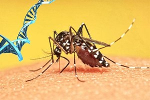 GMO NOĆNA MORA: Ljudi su stvorili komarace čudovišta koji sada mogu preživjeti pesticide koji su ih trebali ubiti