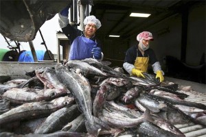 SLUŠALI SU SAD: Norveška nije uspijela pronaći nove kupce za svoju ribu nakon gubitka ruskog tržišta