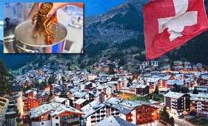 UDARNA VIJEST! Švicarska vlada zabranila kuhanje živih jastoga prema novom zakonu za zaštitu životinja